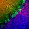 Calbindin 1 antibody, M03047-1, Boster Biological Technology, Immunofluorescence image 