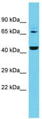5'-Nucleotidase Domain Containing 3 antibody, TA330653, Origene, Western Blot image 