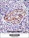 Tachykinin 3 antibody, 57-679, ProSci, Immunohistochemistry paraffin image 
