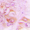 Septin 7 antibody, LS-C351955, Lifespan Biosciences, Immunohistochemistry paraffin image 