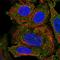 Inducible T Cell Costimulator Ligand antibody, HPA029179, Atlas Antibodies, Immunocytochemistry image 