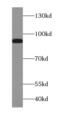 Protocadherin Gamma Subfamily B, 3 antibody, FNab06205, FineTest, Western Blot image 