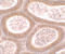 Motile Sperm Domain Containing 1 antibody, 7279, ProSci, Immunohistochemistry frozen image 