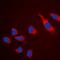 Claudin 5 antibody, orb214680, Biorbyt, Immunocytochemistry image 
