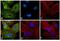 Rat IgG Isotype Control antibody, A-21210, Invitrogen Antibodies, Immunofluorescence image 