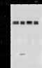 Lymphocyte function-associated antigen 3 antibody, 12409-R186, Sino Biological, Western Blot image 