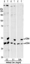 COP9 Signalosome Subunit 4 antibody, GTX12322, GeneTex, Western Blot image 