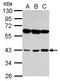 Peroxisomal 3,2-trans-enoyl-CoA isomerase antibody, NBP2-19765, Novus Biologicals, Western Blot image 