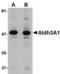 Aldehyde Dehydrogenase 3 Family Member A1 antibody, TA306638, Origene, Western Blot image 