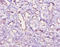 C5a anaphylatoxin antibody, orb241148, Biorbyt, Immunohistochemistry paraffin image 