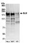 BLM RecQ Like Helicase antibody, A300-572A, Bethyl Labs, Western Blot image 