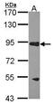 RAS P21 Protein Activator 3 antibody, PA5-21770, Invitrogen Antibodies, Western Blot image 