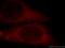 Embryonal Fyn-Associated Substrate antibody, 20538-1-AP, Proteintech Group, Immunofluorescence image 