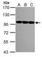 Valosin Containing Protein antibody, GTX113099, GeneTex, Western Blot image 