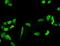 Phosphoglycerate Dehydrogenase antibody, orb94694, Biorbyt, Immunofluorescence image 