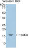 Oncomodulin antibody, LS-C295717, Lifespan Biosciences, Western Blot image 