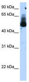 Ro52 antibody, TA335782, Origene, Western Blot image 