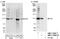 Integrator complex subunit 3 antibody, NBP1-19091, Novus Biologicals, Western Blot image 