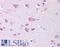 Kinesin Family Member 2A antibody, LS-B251, Lifespan Biosciences, Immunohistochemistry frozen image 