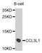 C-C Motif Chemokine Ligand 3 Like 3 antibody, orb136277, Biorbyt, Western Blot image 