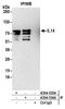 Taxilin Alpha antibody, A304-533A, Bethyl Labs, Immunoprecipitation image 