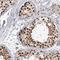 Protein HEXIM2 antibody, NBP1-93876, Novus Biologicals, Immunohistochemistry frozen image 
