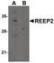 Receptor expression-enhancing protein 2 antibody, PA5-20883, Invitrogen Antibodies, Western Blot image 
