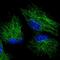 G Elongation Factor Mitochondrial 1 antibody, NBP2-38221, Novus Biologicals, Immunocytochemistry image 