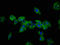 Desmocollin 3 antibody, LS-C669998, Lifespan Biosciences, Immunofluorescence image 