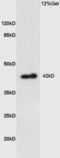 Prostaglandin E Receptor 1 antibody, GTX50972, GeneTex, Western Blot image 