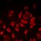 Lipopolysaccharide Induced TNF Factor antibody, abx225269, Abbexa, Western Blot image 