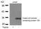 Coiled-coil domain-containing protein 106 antibody, A15044, Boster Biological Technology, Western Blot image 