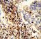 Cilia And Flagella Associated Protein 47 antibody, LS-C167176, Lifespan Biosciences, Immunohistochemistry paraffin image 