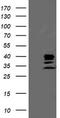 Signal Sequence Receptor Subunit 1 antibody, CF503266, Origene, Western Blot image 