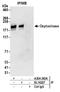 Leucyl And Cystinyl Aminopeptidase antibody, A304-363A, Bethyl Labs, Immunoprecipitation image 