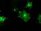 Fc Fragment Of IgG Receptor IIa antibody, GTX84511, GeneTex, Immunocytochemistry image 