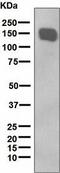 Xanthine Dehydrogenase antibody, ab109235, Abcam, Western Blot image 