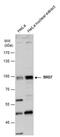 Bromodomain Containing 7 antibody, PA5-78484, Invitrogen Antibodies, Western Blot image 