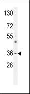 Cation-dependent mannose-6-phosphate receptor antibody, LS-C163955, Lifespan Biosciences, Western Blot image 