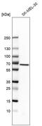 Mucolipin 1 antibody, HPA031763, Atlas Antibodies, Western Blot image 
