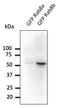 RAB8B, Member RAS Oncogene Family antibody, AB0076-200, Origene, Western Blot image 
