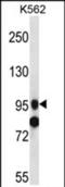SID1 Transmembrane Family Member 1 antibody, PA5-71821, Invitrogen Antibodies, Western Blot image 