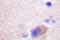 Parkin RBR E3 Ubiquitin Protein Ligase antibody, AP06437PU-N, Origene, Immunohistochemistry frozen image 