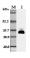 APM1 antibody, ALX-210-378-C100, Enzo Life Sciences, Western Blot image 