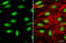 YY1 Transcription Factor antibody, GTX110625, GeneTex, Immunocytochemistry image 