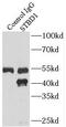 Starch-binding domain-containing protein 1 antibody, FNab08314, FineTest, Immunoprecipitation image 