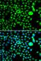 Structural Maintenance Of Chromosomes Flexible Hinge Domain Containing 1 antibody, LS-C346395, Lifespan Biosciences, Immunofluorescence image 