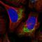 Ubiquitin-protein ligase E3C antibody, HPA039915, Atlas Antibodies, Immunofluorescence image 
