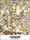 Uridine Phosphorylase 2 antibody, 55-545, ProSci, Immunohistochemistry frozen image 