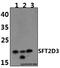 SFT2 Domain Containing 3 antibody, A18615, Boster Biological Technology, Western Blot image 